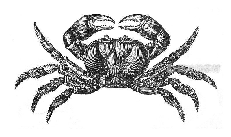 蟹(gcarcinus ruricola) -老式雕刻插图